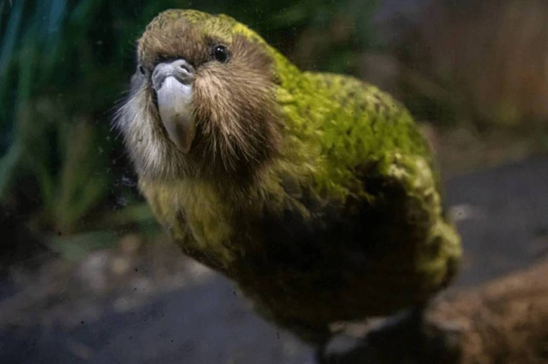 40 yıl sonra sevindiren haber geldi: Bu kez aynı hatayı yapmayalım! Dolu dizgin geri dönüyorlar... 8